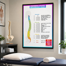 Listing image for Spinal Anatomy Poster Human Anatomy Print Medical Spine Chart Educational