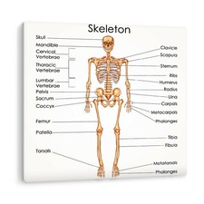 Listing image for Medical Human Skeleton Anatomy Biology Learning Canvas Wall Art Picture Print