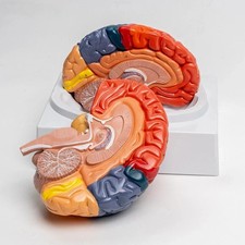 Listing image for 1:1 Teaching Model of Colorful Brain Structure Anatomy Model