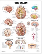 Listing image for The Brain Anatomical Chart by Anatomical Chart Company POSTER / WALLCHART