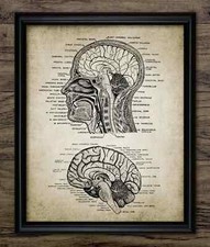 Listing image for Human Head & Brain Anatomy Print, Neuroscience Medical Diagram Vintage Wall Art