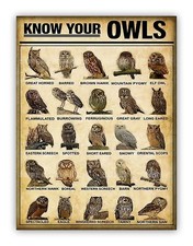 Listing image for Know Your Owls Metal Chart Bird Sign For Bedroom Den Classroom