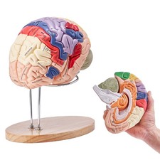 Listing image for Human Brain Model Anatomy Teaching Brain Model 4-Part Labeled 2X Enlarged