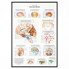 Listing image for Human Brain Anatomy Poster Medical Educational Anatomical Print A5 A4 A3 A2 A1