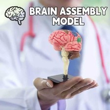 Listing image for Color Coded Brain Model Artery Anatomy Medical Teaching