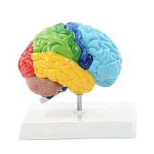 Listing image for Right Hemisphere of Brain Human Body Model Education Brain Model 1:1 for
