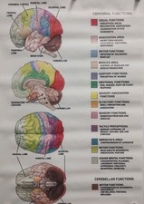 Listing image for Great Canvas Poster 'Anatomy and Functions of the Brain's. (12 to 18 Inch) UK s4