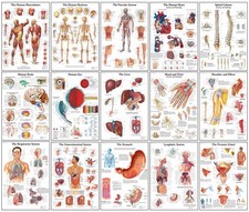 Listing image for Human Anatomy Posters – Skeleton, Muscles, Organs – Framed or Unframed