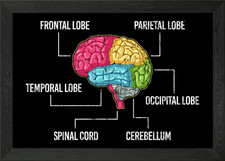 Listing image for Parts Of Brain Psychology Framed Wall Art Poster Canvas Print Picture