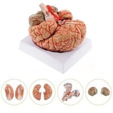 Listing image for Anatomically Accurate 8-Part Human Brain Model Anatomy Science Teaching Medical