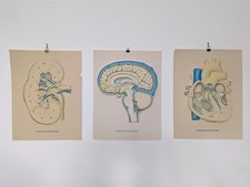 Listing image for Vintage Ciba-Geigy 3D Anatomical Poster Set - Brain, Heart & Lung - Medical Reli